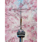 Week 4: CN Tower Cherry Blossoms